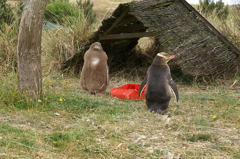 PICT94388_090116_OtagoPenin.jpg - Penguin Place, Otago Peninsula (Dunedin): Yellow Eyed Penguin "Bob" mit Nachwuchs